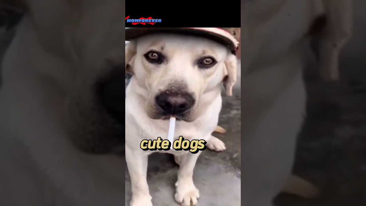 Adorable Bark-tastic Moments: Hilarious and Heartwarming Dogs in Action