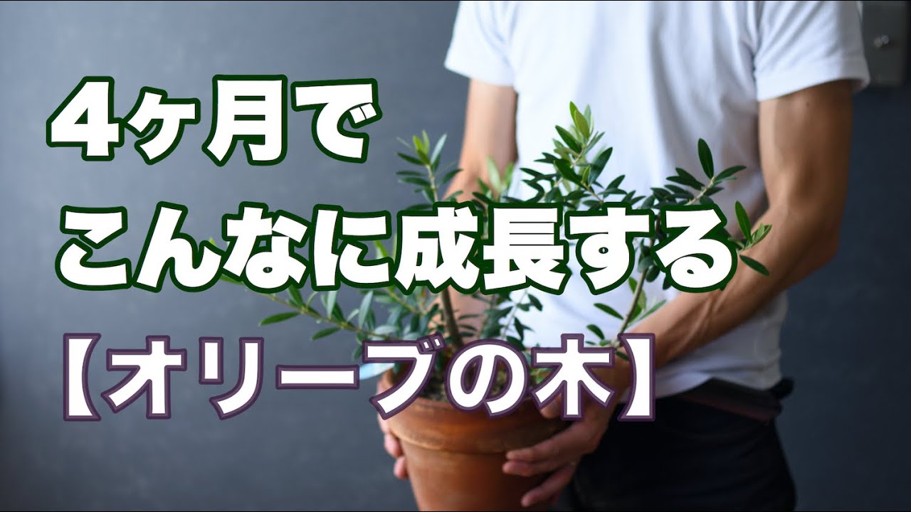 Sprouts From Withered Olives Replant And Prune 枯れたオリーブから新芽 植え替えて剪定をする Youtube