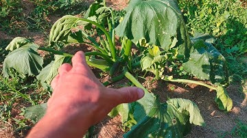 Zucchini Plants Wilting - Squash Vine Borers - How to Diagnose and Prevent