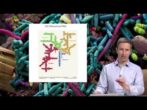 Video: Linnametrite Bakteriaalsete Sõrmejälgede Lahtiharutamine Mikrobiome 16S Geeniprofiilidest