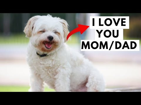 Video: 5 segreti: il tuo cane dice 