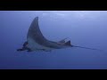 Mantas in La Reina - Sea of Cortez
