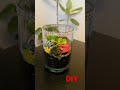 DIY Gift Terrarium