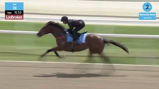 Tassort x Happy Highway Colt - Inglis Ready To Race