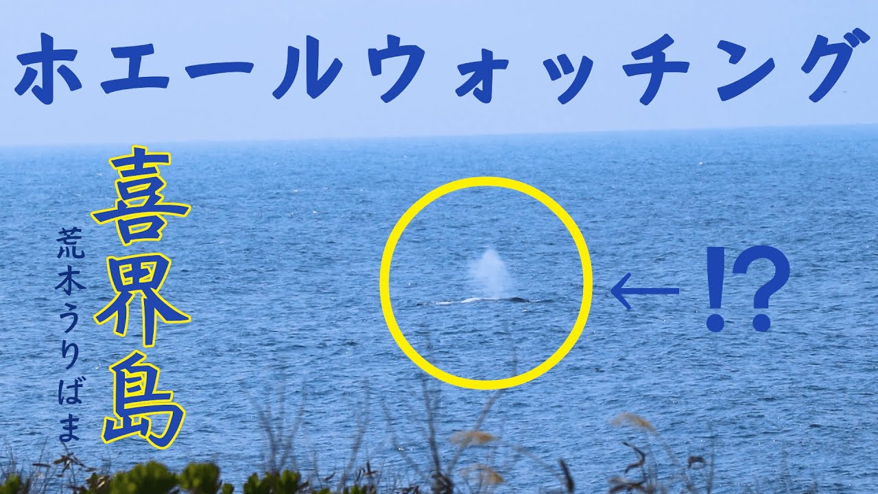 ホエールウォッチング】鯨が簡単に見れる島！？【喜界島】 - YouTube