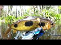 Pesca sub, assado de Piau/ Selvagem Pesca Sub #Amazônia