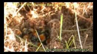 Flight of the Bumble Bee at The Grange CL