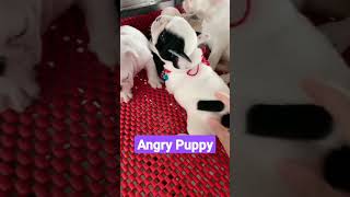 shorts videos dgproduction funny Looking So Cute Puppy ???????❤️❤️??