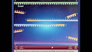 Polymerase Chain Reaction