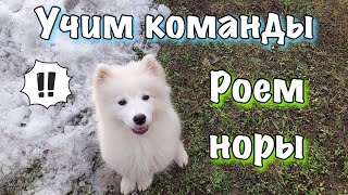 Учим с Руной команды ✋🏻 / Самоедская лайка 🐕 / Самоед всегда копает 🐾 / Прогулка с собакой