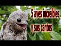 5 Aves Increíbles y sus Cantos