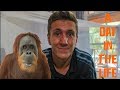 Working with Orangutans in Borneo - A Day In The Life