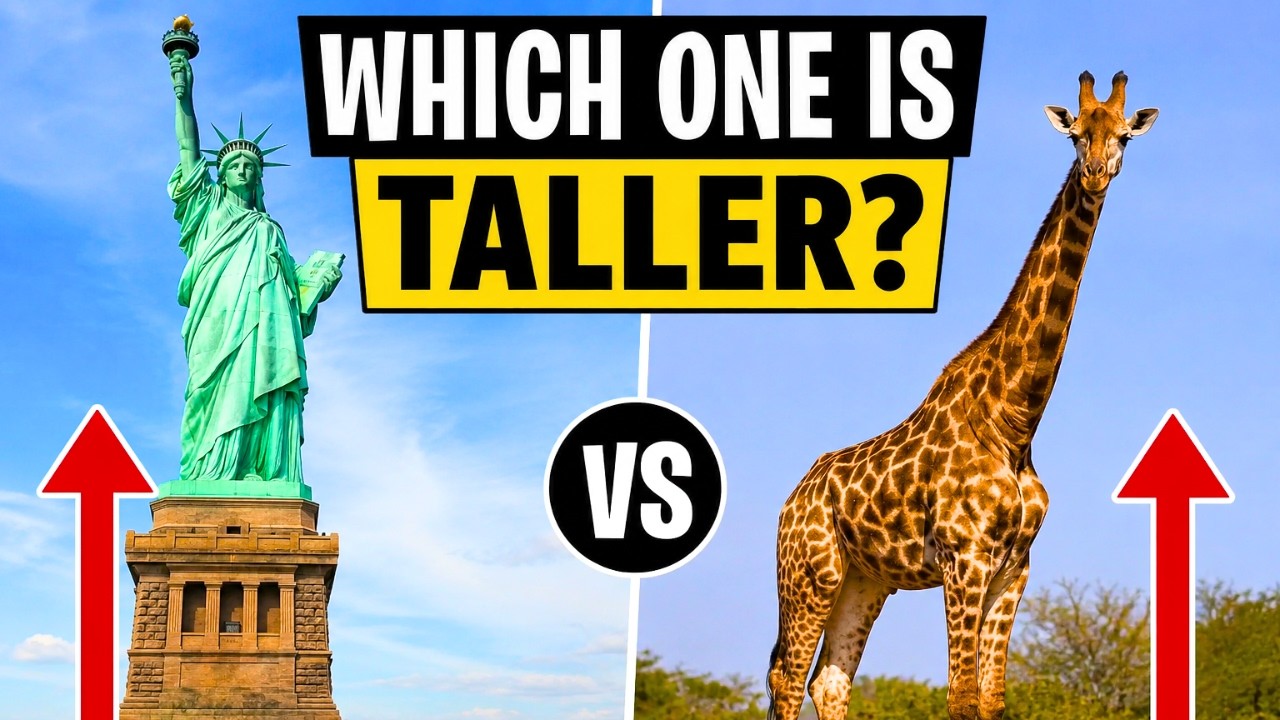 Which One Is Taller? 🤔 Ultimate Height Comparison Quiz!