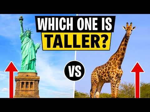 Which One Is Taller? 🤔 Ultimate Height Comparison Quiz! thumbnail