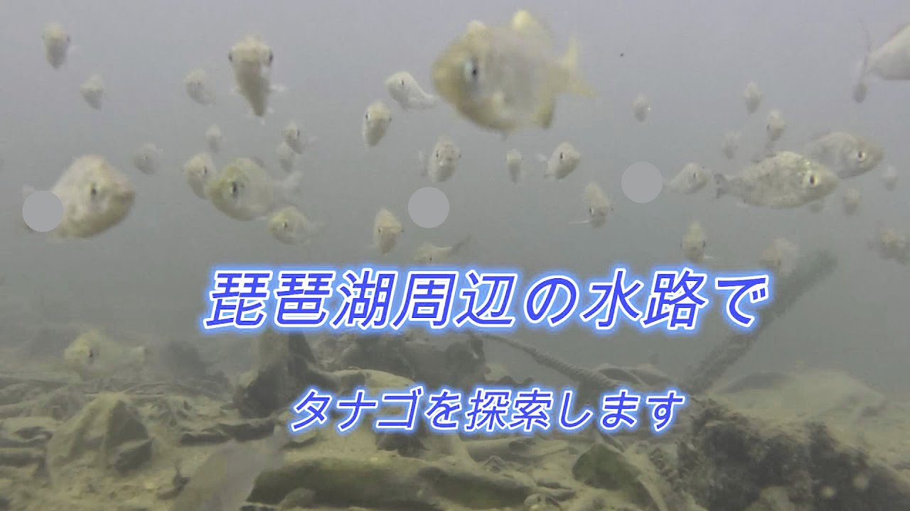 琵琶湖周辺の水路でタナゴを探索します[カネヒラ]