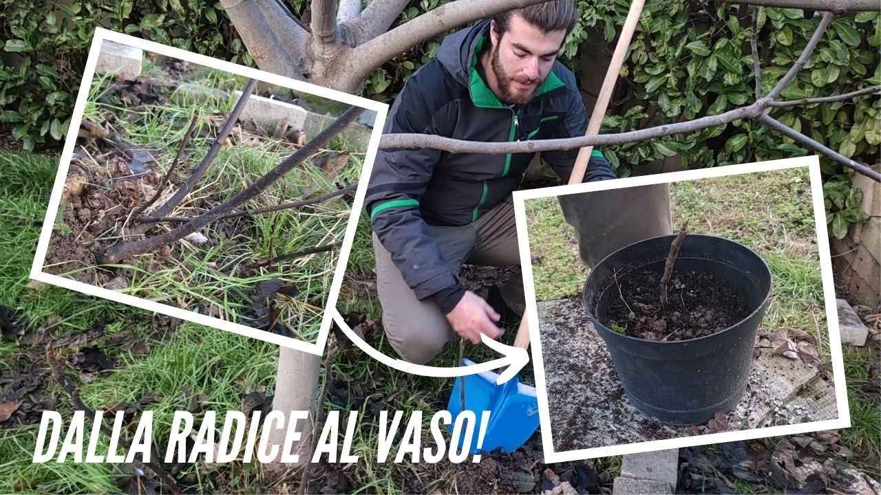 RIPRODURRE il FICO dal POLLONE RADICALE