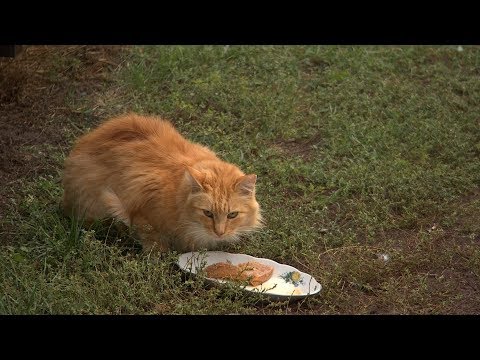 Video: Kā Pārvietot Kaķēnu Uz Pārtiku