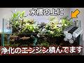 アクアテラリウムに植えている観葉植物を全部紹介！【アクアリウム】