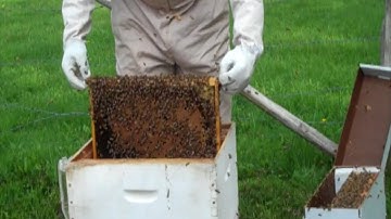 Installing a 5 Frame NUC Into a Bee Hive