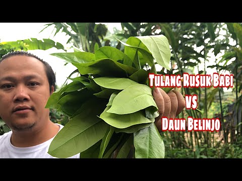 Video: Bubur Soba Dengan Tulang Rusuk Babi Dalam Periuk Perlahan