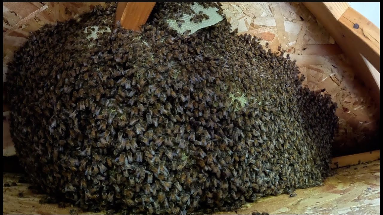 A BIG colony of bees in the eave of a roof!