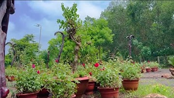 Nữ thánh nhân mới trong kỷ nguyên mới tk 21 có tên thánh cô cửu vĩ thiên hồ Trần Bích Vân công chúa 