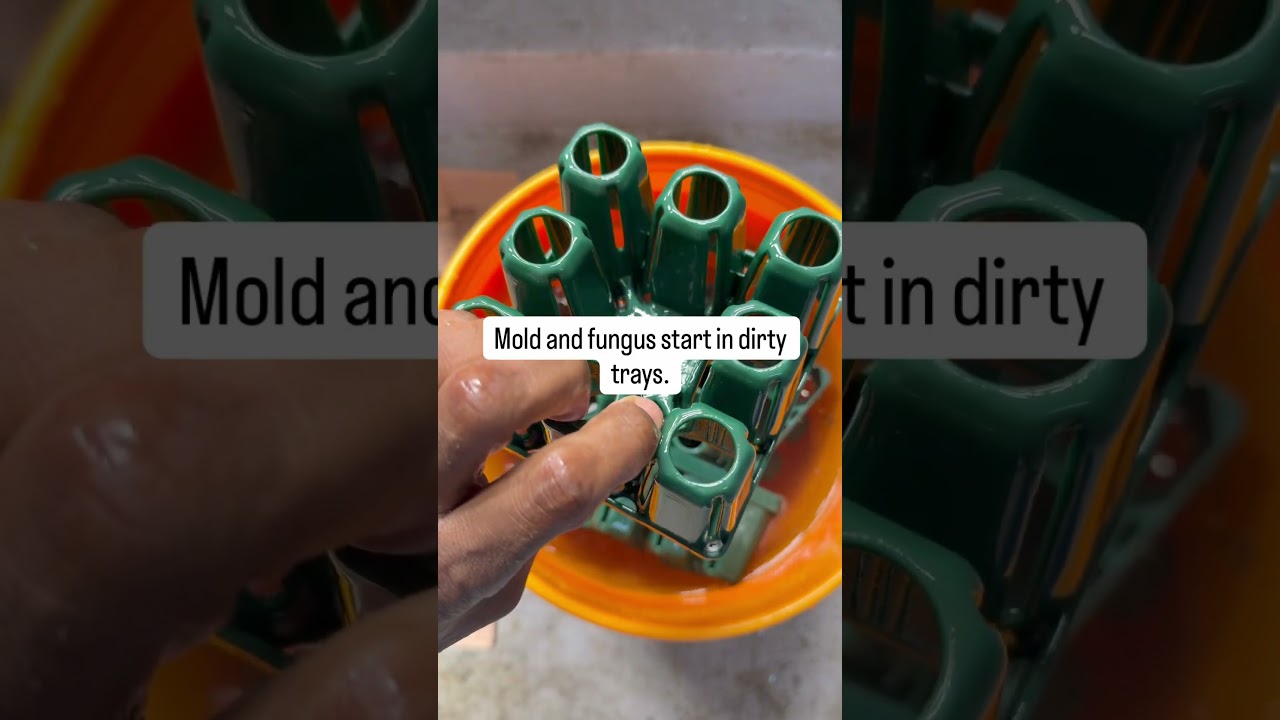 Why I Sanitize Seed Trays Before Every Seed Start