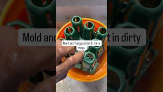 Why I Sanitize Seed Trays Before Every Seed Start