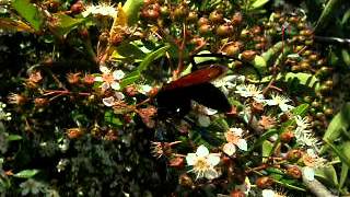 Tarantula Hawk.AVI