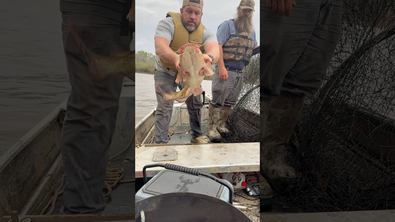 Catching catfish in hoop nets 