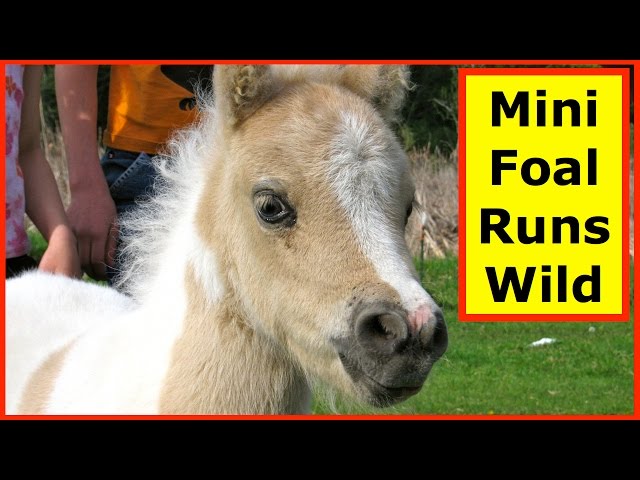 Cute Baby Miniature Horse Runs Wild - YouTube