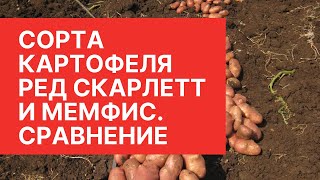 Сравнение сортов картофеля Ред Скарлетт и Мемфис