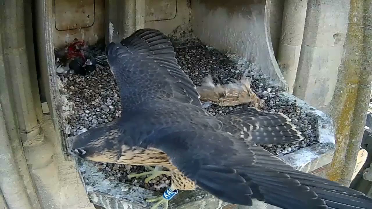 Bath Peregrines: AA back in the nest box - 20210626 - YouTube