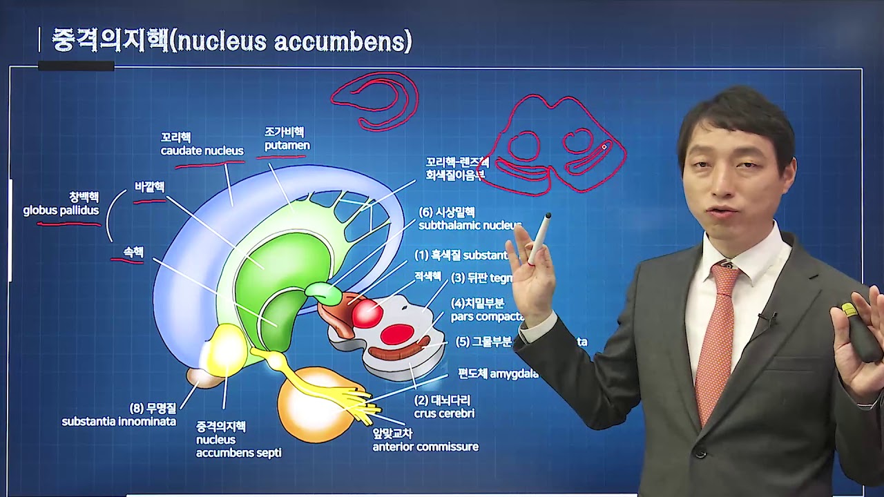 신경과학(신경해부학) 13강 바닥핵의 기능적 구조 basal ganglia 기저핵 - YouTube
