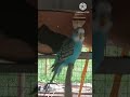 💚 Cute Budgies Doing the Funniest Things 😂🐦 | Adorable Parakeets #Shorts #Budgies