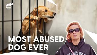 Parolee’s Outburst and a Dog’s Dark Past | Pit Bulls & Parolees S3 E8,9,10 | Animal Planet