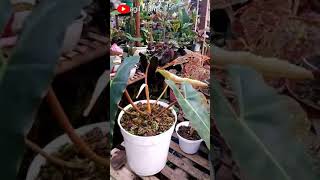 HARGANYA MAHAL!!! Philodendron Billietiae | Philo Kabel Busi