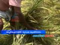 Heavy rain, wind destroy paddy