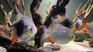 XL Blackberry Silver Dollar Fish, Myleus Blackberry, Myleus Lamax III