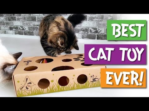 CAT AMAZING - Best Cat Toy Ever - Puzzle Toy & Feeder for Cats!