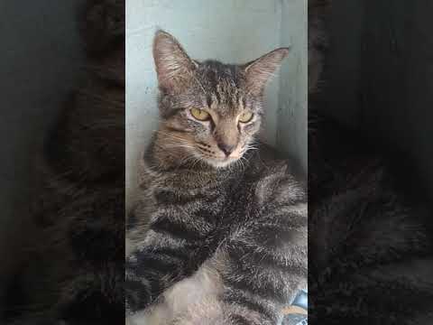 Foto Kucing Persia Mix Kampung