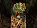 Rare Look Inside a Scarlet Macaw Nest! 🦜✨#shorts
