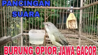 PANCINGAN SUARA BURUNG OPIOR JAWA ALIS TIPIS GACOR