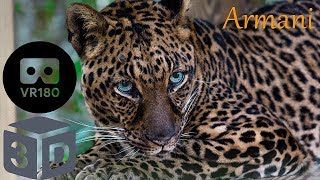 Meet Armani Leopard And The Lesson We Learned