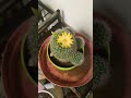 ghar ka garden 🏡 #plant care#gardening tips@#viral video