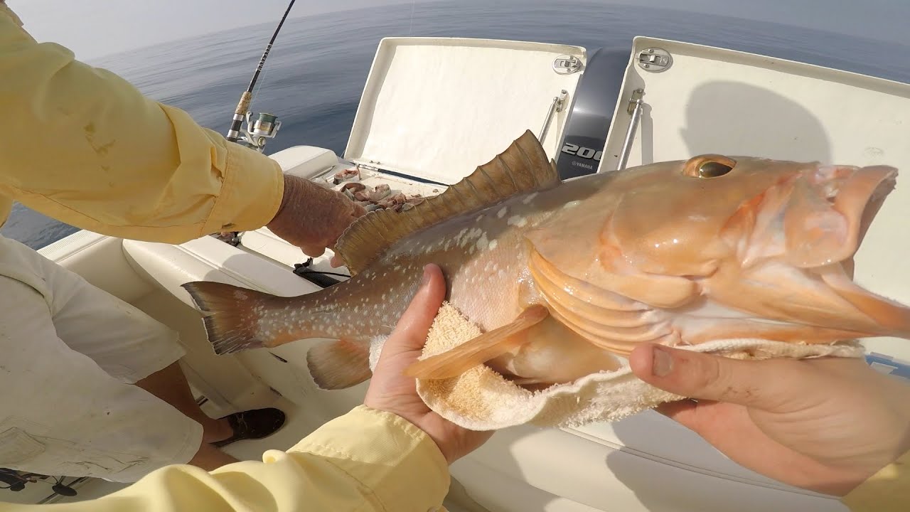 Big Red Grouper in the Gulf of Mexico YouTube
