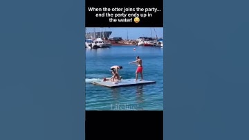 Otter chaos! 😂 #otter #funnyvideos #waterfun #fail #shorts