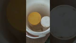 حفظ الغذاء الملكى فى درجه بروده من المنحل.     Keeping royal jelly in a cool degree from the apiary