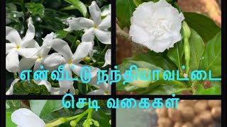 என்வீட்டு நந்தியாவட்டை செடி வகைகள் | pinwheel flower plant