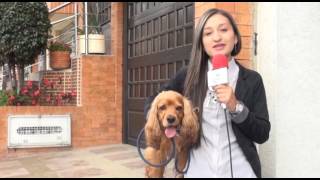 EL ESPACIO DE LAS MASCOTAS: COCKER SPANIEL